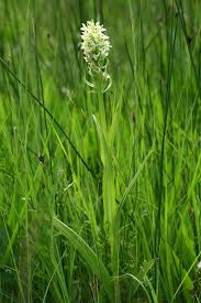 Attēlu rezultāti vaicājumam “Dactylorhiza ochroleuca leaf”