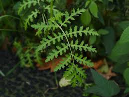 Attēlu rezultāti vaicājumam “Phacelia tanacetifolia leaf”