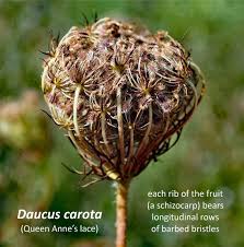 Attēlu rezultāti vaicājumam “Daucus carota subsp. carota fruit”