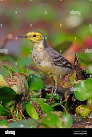 Attēlu rezultāti vaicājumam “Motacilla citreola male”