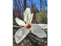 Attēlu rezultāti vaicājumam “Magnolia cylindrica flower”