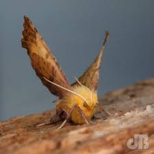 Attēlu rezultāti vaicājumam “Ennomos autumnaria”