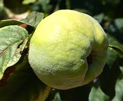 Attēlu rezultāti vaicājumam “Cydonia oblonga fruit”