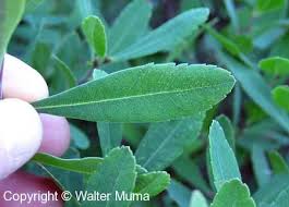 Attēlu rezultāti vaicājumam “Myrica gale leaf”