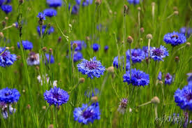 Attēlu rezultāti vaicājumam “Cyanus segetum”