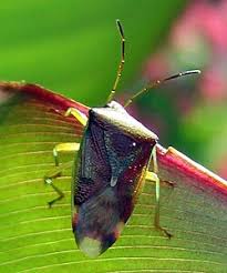 Attēlu rezultāti vaicājumam “Elasmostethus interstinctus nymph”