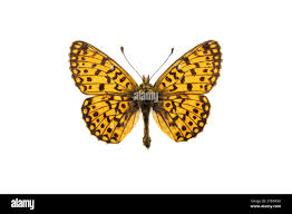 Attēlu rezultāti vaicājumam “Clossiana selene underside”