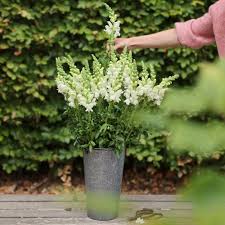 Attēlu rezultāti vaicājumam “Antirrhinum majus flower”
