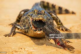 Attēlu rezultāti vaicājumam “Reptilia”