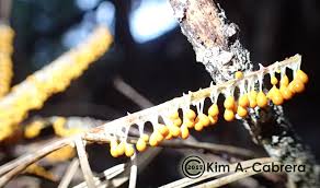 Attēlu rezultāti vaicājumam “Leocarpus fragilis stalked”