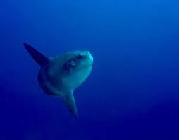 Image result for Mola mola