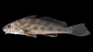 Image result for Menticirrhus americanus