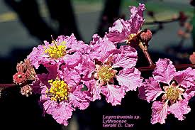 Attēlu rezultāti vaicājumam “Lythraceae”