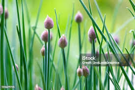 Attēlu rezultāti vaicājumam “Allium schoenoprasum bud”