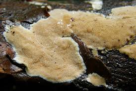 Attēlu rezultāti vaicājumam “Junghuhnia nitida”