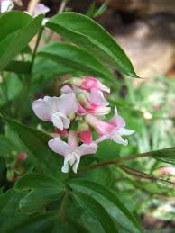 Attēlu rezultāti vaicājumam “Lathyrus vernus flower”