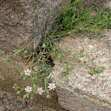 Attēlu rezultāti vaicājumam “Spergularia rubra flower”