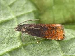 Attēlu rezultāti vaicājumam “Pammene rhediella”