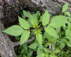 Attēlu rezultāti vaicājumam “Bidens frondosa”