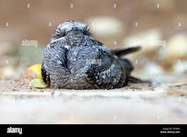 Attēlu rezultāti vaicājumam “Caprimulgus europaeus egg”