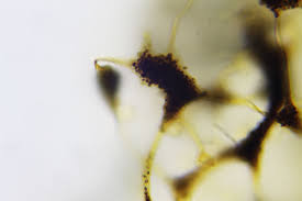 Attēlu rezultāti vaicājumam “Cribraria piriformis spores”