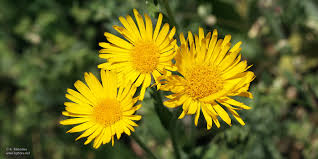Image result for Inula hirta