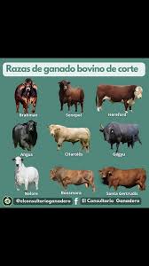 Image result for ganado bovino