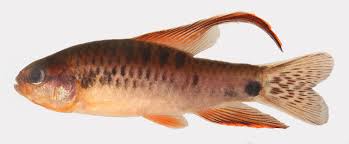 Attēlu rezultāti vaicājumam “Poecilochirus sp.”