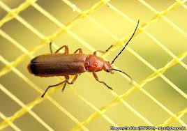 Attēlu rezultāti vaicājumam “Rhagonycha fulva”