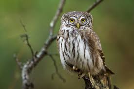 Attēlu rezultāti vaicājumam “Glaucidium passerinum”