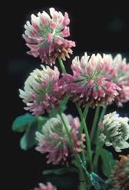 Attēlu rezultāti vaicājumam “Trifolium repens fruit”
