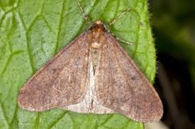 Attēlu rezultāti vaicājumam “Operophtera”