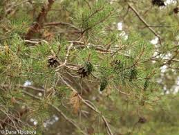 Attēlu rezultāti vaicājumam “Pinus sylvestris var. borussica”