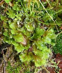 Attēlu rezultāti vaicājumam “Pellia neesiana”