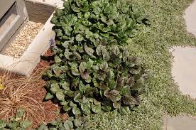 Attēlu rezultāti vaicājumam “Ajuga reptans leaf”