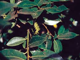 Attēlu rezultāti vaicājumam “Salix pentandra leaf”