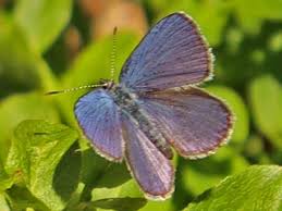 Attēlu rezultāti vaicājumam “Vacciniina optilete”