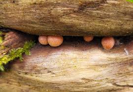 Attēlu rezultāti vaicājumam “Lycogala cf. fossiculatum macro”