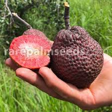 Attēlu rezultāti vaicājumam “Cinna latifolia fruit”
