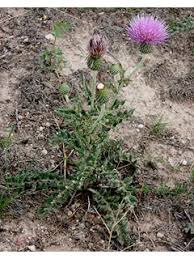 Attēlu rezultāti vaicājumam “Cirsium acaule leaf”