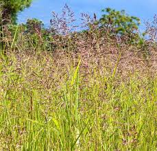 Attēlu rezultāti vaicājumam “Festuca rubra subsp. rubra fruit”