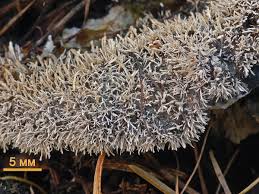 Attēlu rezultāti vaicājumam “Tilachlidium brachiatum”