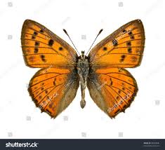 Attēlu rezultāti vaicājumam “Lycaena alciphron male”