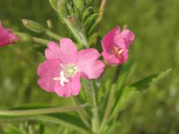 Attēlu rezultāti vaicājumam “Epilobium hirsutum”