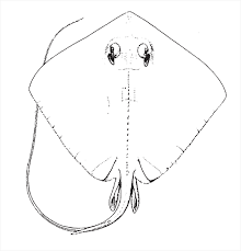 Image result for Hypanus americanus