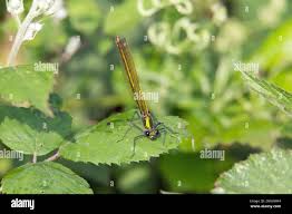 Attēlu rezultāti vaicājumam “Lestes sponsa”