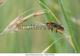 Attēlu rezultāti vaicājumam “Cantharis rustica imago”