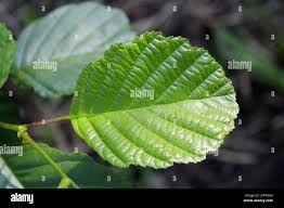 Attēlu rezultāti vaicājumam “Alnus glutinosa leaf”