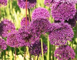 Attēlu rezultāti vaicājumam “Allium holandicum leaf”