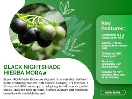 Attēlu rezultāti vaicājumam “Solanum nigrum”